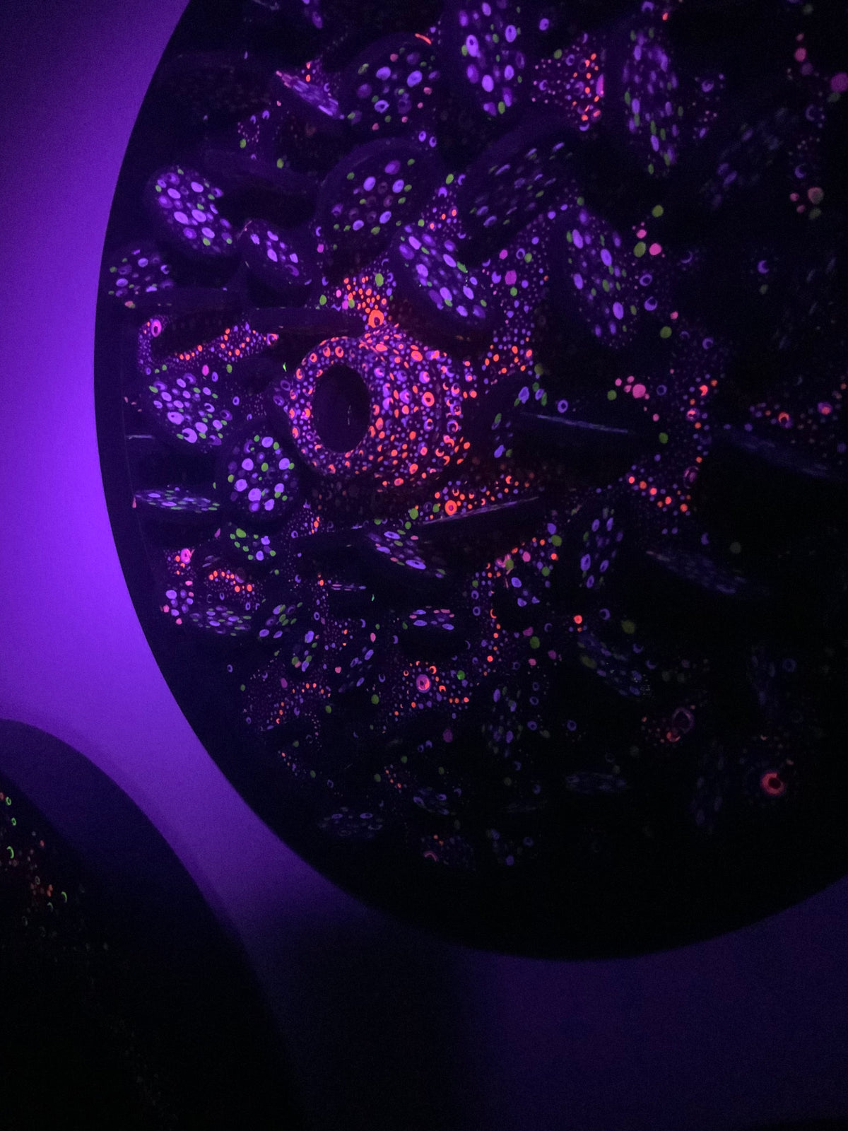 Microbiology - Serratia